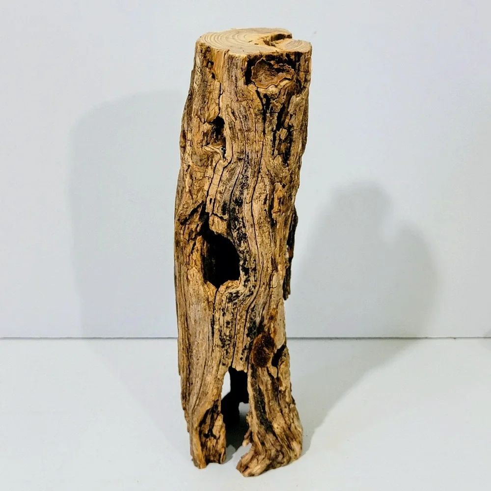 Natural Hollow Log Wood Air Plant Holder Rustic Terrarium Decor 11 inch